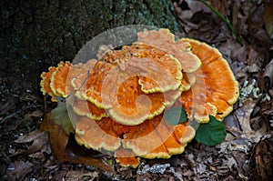 Orange Fungi