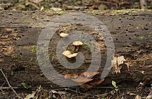 Orange fungi on a log