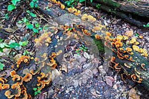 Orange fungi and moss covered the dead trees. On the rainforest floor