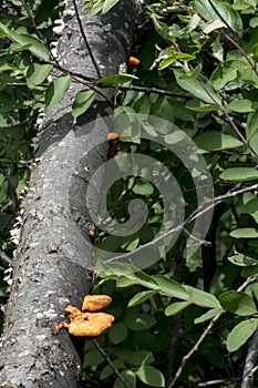 Orange fungus on fallen limb