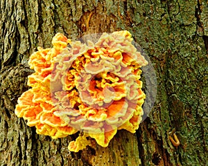 Orange Fungus
