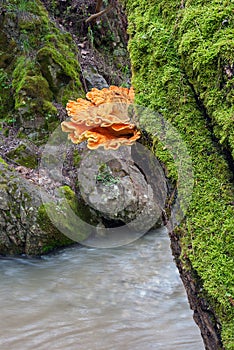 Orange fungus on a tree trunk