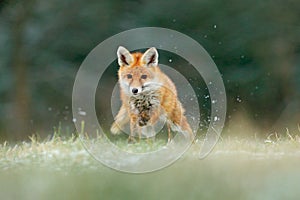 Orange fur coat animal in the nature habitat. Fox on the green forest meadow. Red Fox jumping , Vulpes vulpes, wildlife scene from