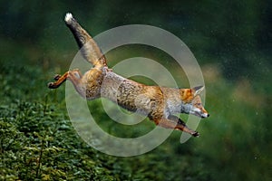Orange fur coat animal in the nature habitat. Fox on the green forest meadow. Red Fox jumping , Vulpes vulpes, wildlife scene from