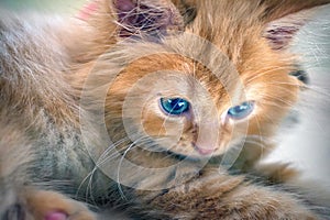 Orange Furred Kitten with Blue Eyes stares photo