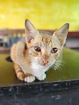 orange furry kitten on the table