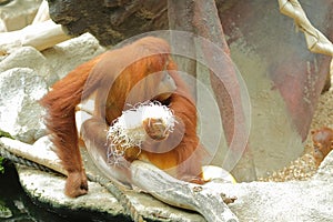 Orange furry orangutan