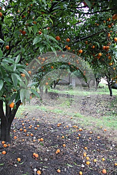 Orange garden