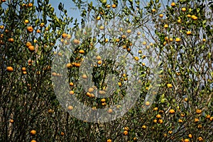 Orange Garden, Darjeeling, India