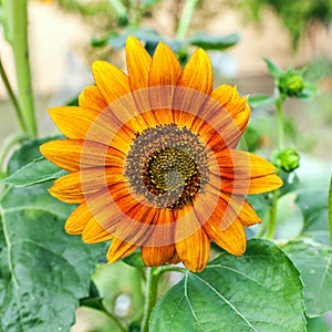 Orange garden flower blossoms