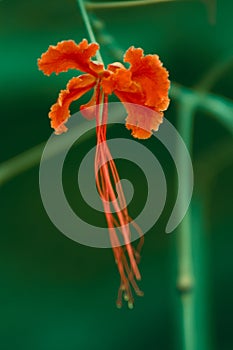 Orange garden flower outdoor in Ikeja Lagos Nigeria