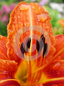 Orange garden lily stamens macro photography. orange lily petals floral background. lily, orchid, macro