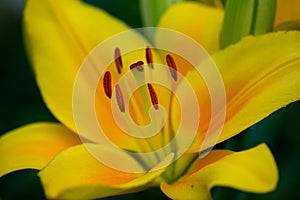 Orange garden lily stamens and pistil macro photo.