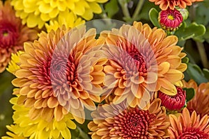 Orange garden mums close up