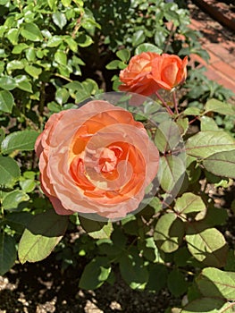 Orange Garden Roses