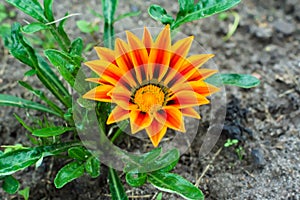 Orange gatsaniya Gazania rigens flower grows