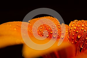 Orange gazania flower isolated on black background