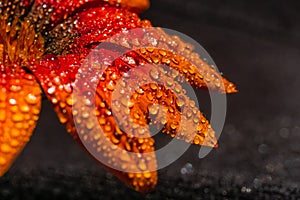 Orange gazania flower view with dew drops on black background