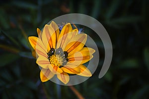 Orange Gazania flowerhead in a garden in Kibbutz Kfar Glikson northwest Israel