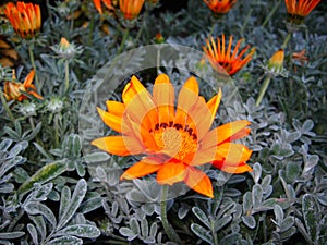 Butchart Gardens, Victoria, Gazanias at the famous Garden in British Columbia, Canada