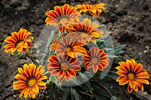 Orange Gazania Rigens or Treasure flower, African Daisy in full bloom on flower bed