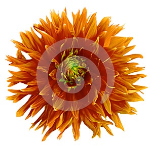 Orange georgina flower