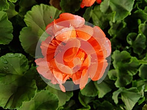 Orange geranium flower