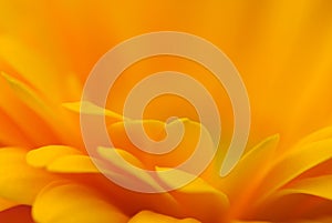 Orange Gerber Daisey