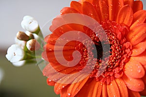 Orange Gerber Daisy