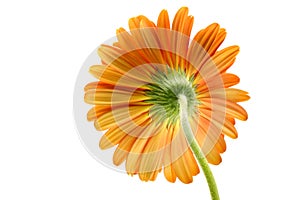 Orange gerber daisy