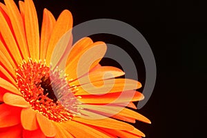 Orange Gerber Daisy