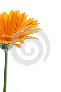 Orange Gerber Daisy
