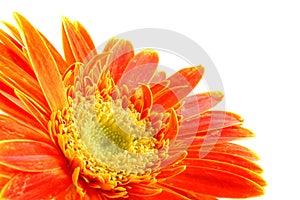 Orange gerber daisy