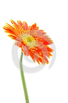 Orange gerber daisy