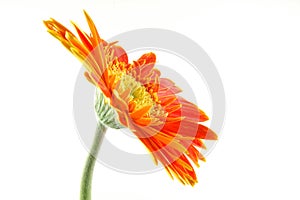 Orange gerber daisy