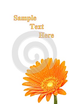 Orange gerber daisy in bloom