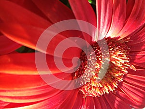 Orange Gerber Daisy - detailed close-up.