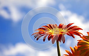 Orange Gerber Daisy Flower with Blue Sky Background