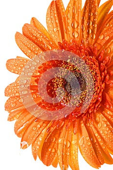 Orange gerber daisy flower on white