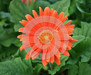Orange Gerber Daisy