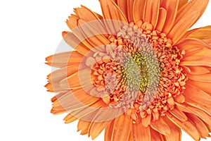 Orange Gerber Daisy (Gerbera)