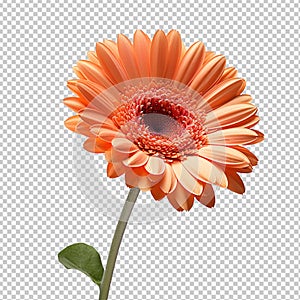 orange gerber daisy isolated on transparent background