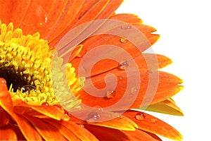 Orange gerber daisy with water drops