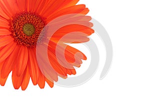 Orange gerber daisy on white