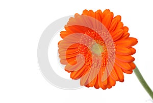 Orange Gerber daisy on white