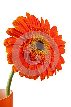 Orange gerber flower