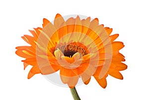 Orange gerber flower