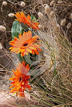 Orange gerber flowers