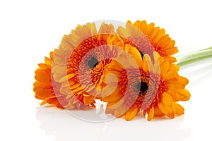Orange Gerber flowers