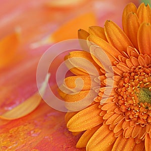 Orange Gerbera